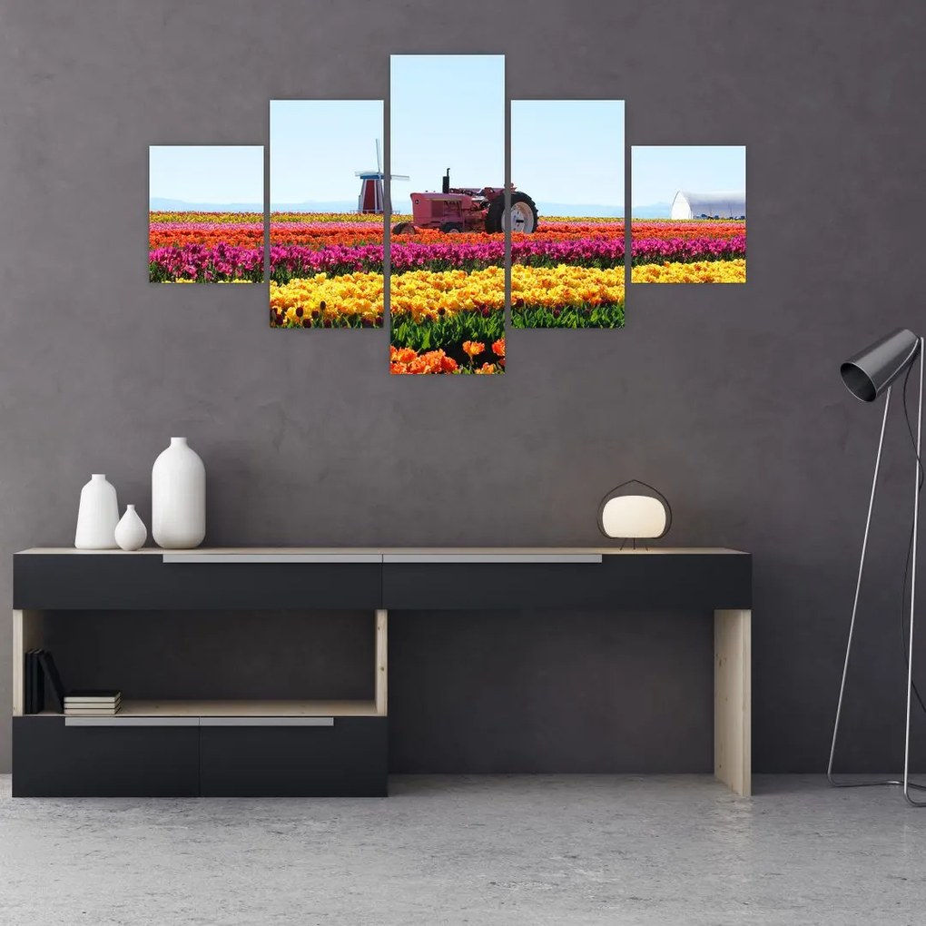 Obraz farmy tulipanów (125x70 cm)