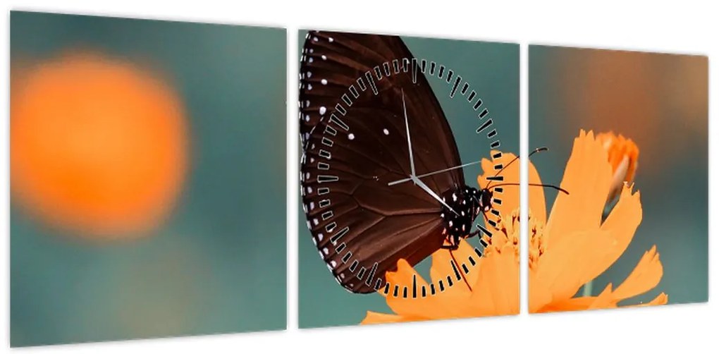 Obraz - motyl na pomarańczowym kwiatku (z zegarem) (90x30 cm)