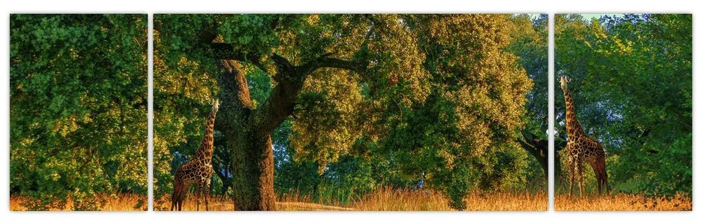 Obraz żyraf w naturze (170x50 cm)