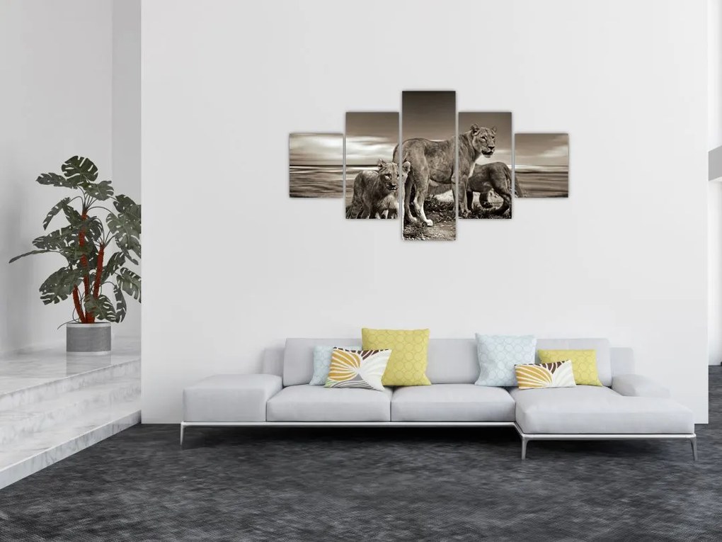 Obraz czarno - białych lwów (125x70 cm)