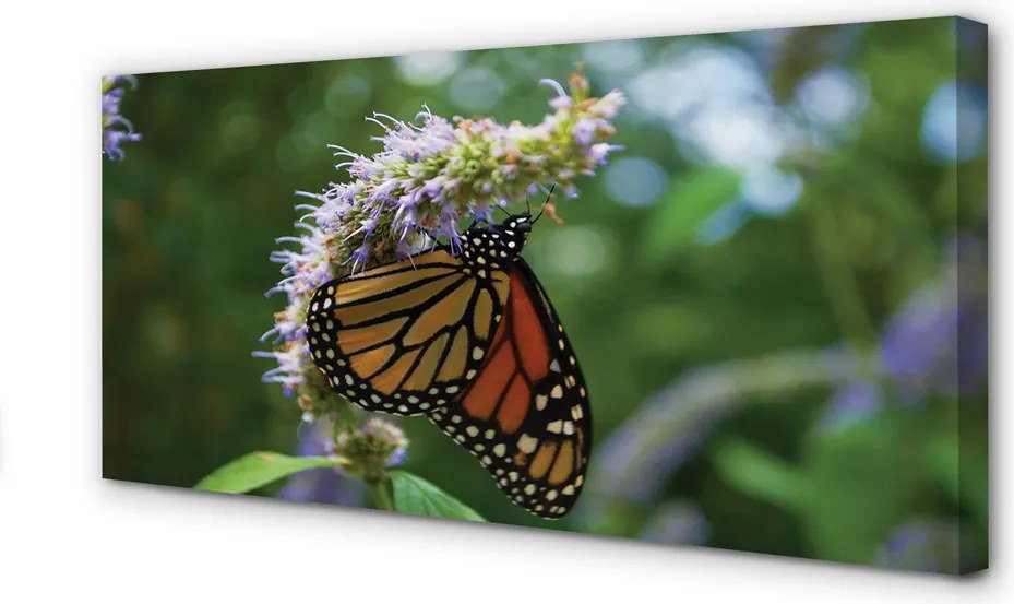 Obraz na płótnie Kolorowy Motyl na Płatkach Kwiatu