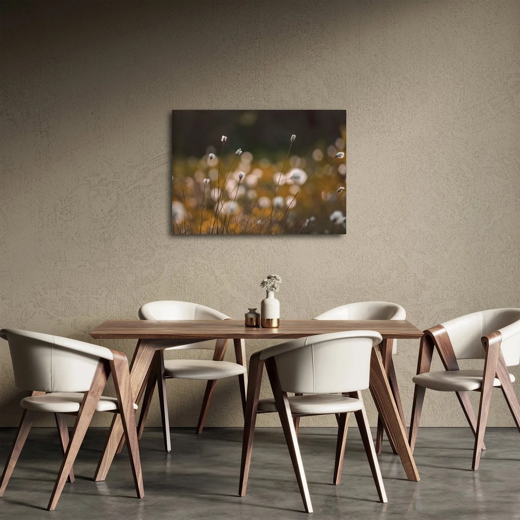Obraz - Łąka z trawą bawełnianą N⁰2 (70x50 cm)