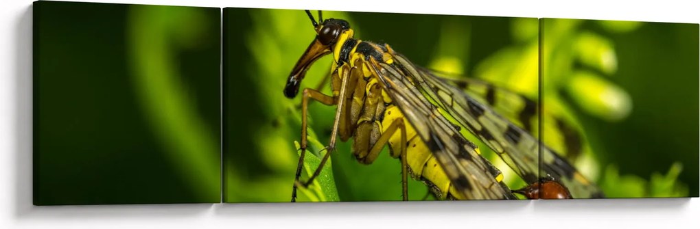 Obraz owada (170x50 cm)