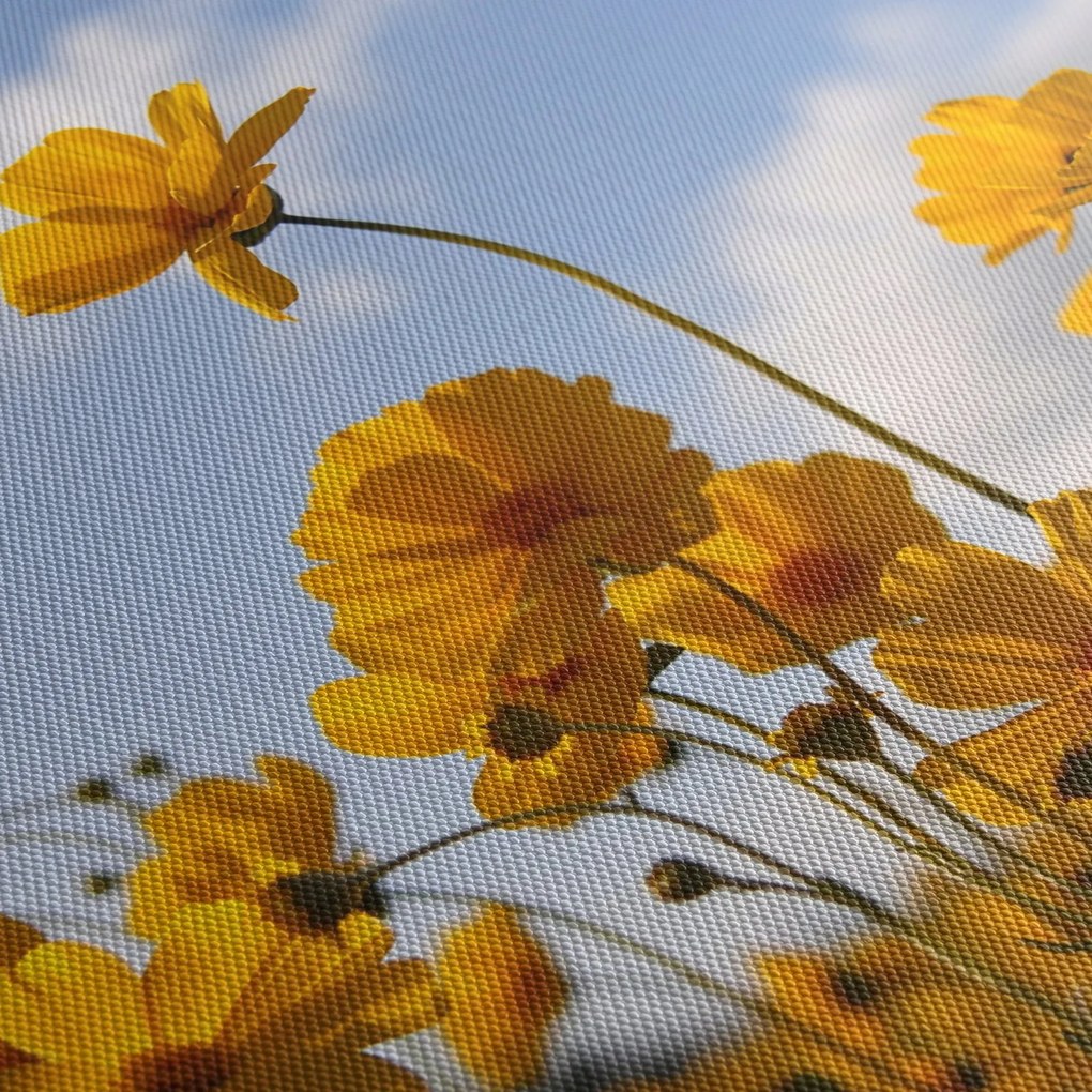 Obraz pola z jasnożółtymi kwiatami (170x50 cm)