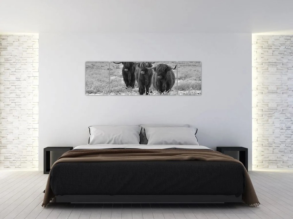 Obraz - Szkockie krowy (170x50 cm)