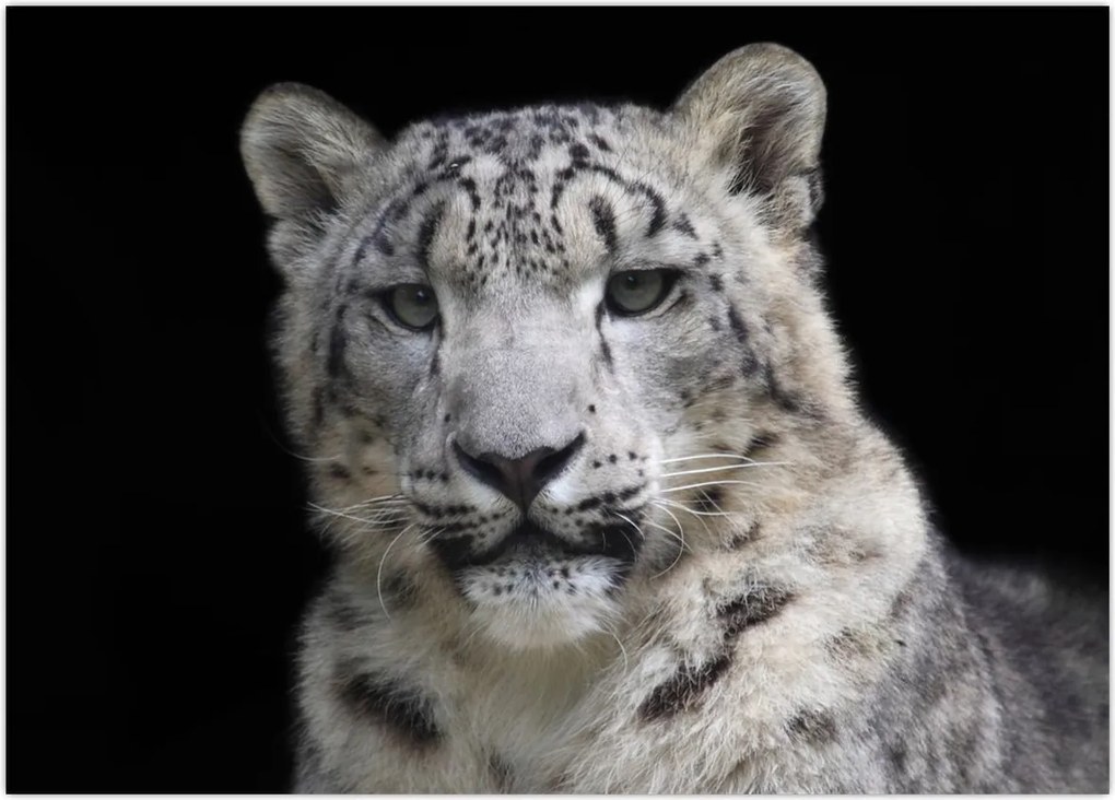 Obraz - Snow Leopard (70x50 cm)