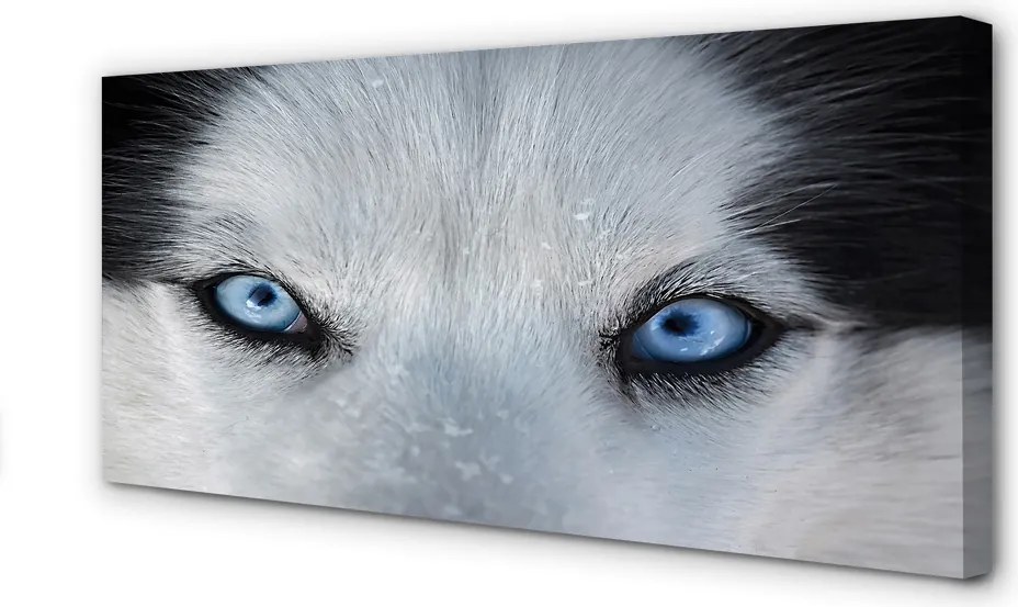 Obraz drukowany na płótnie Przenikliwe Oczy Wilka