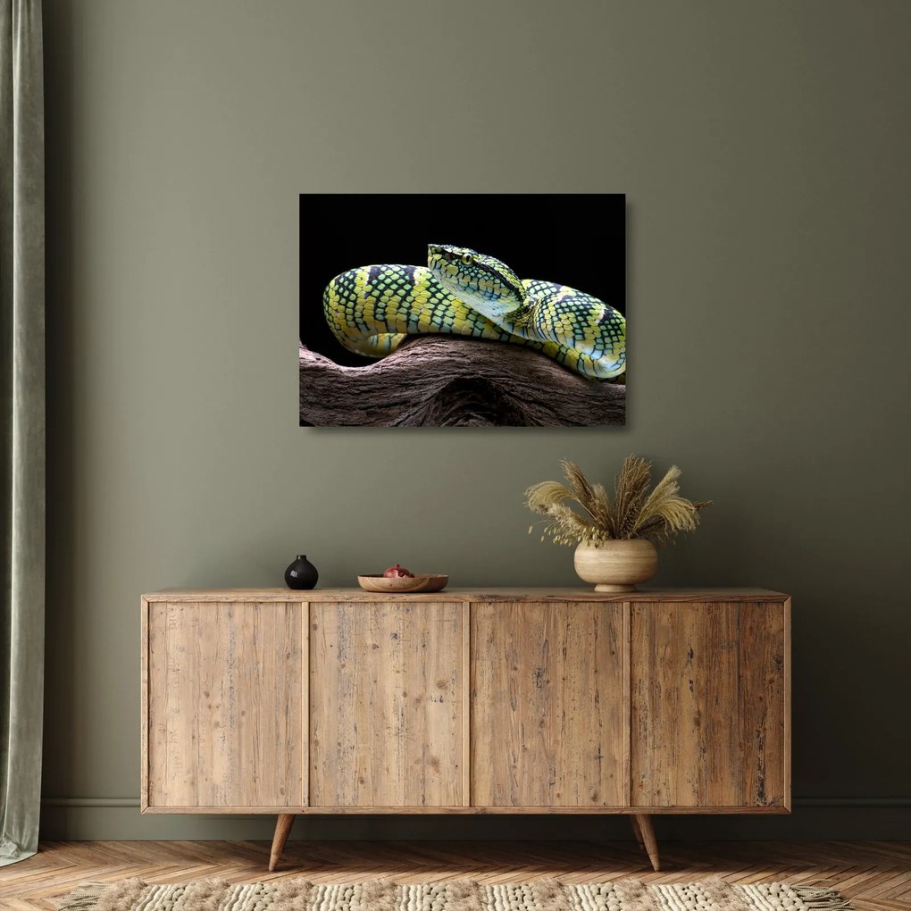 Obraz na szkle - Grzechotnik Waglera (70x50 cm)