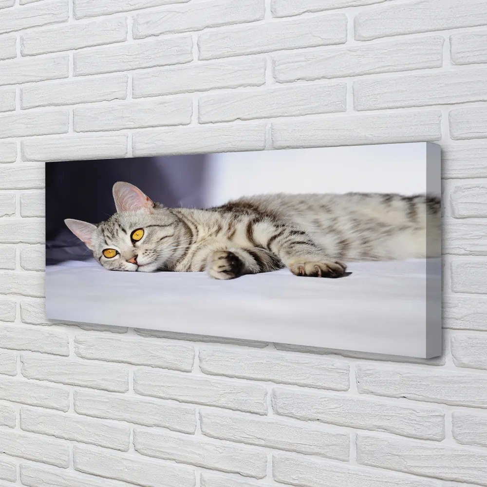 Zdjęcie na płótnie Kot w Relaksie