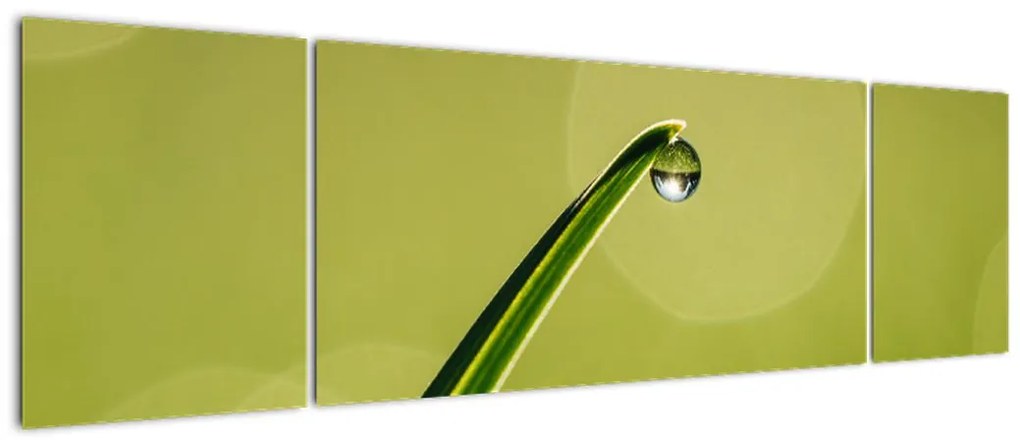 Obraz kropli wody na trawie (170x50 cm)