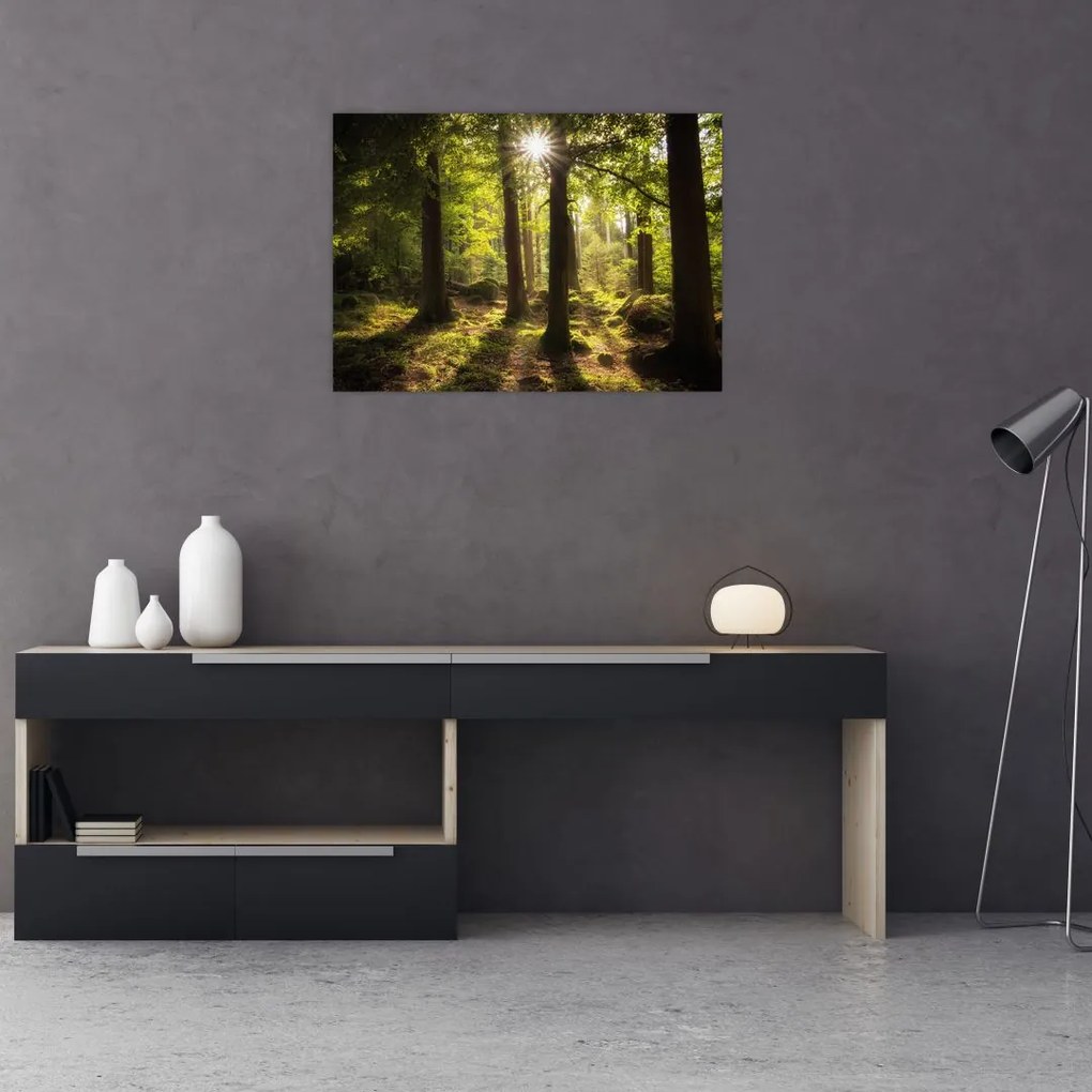 Obraz na szkle sennego lasu (70x50 cm)