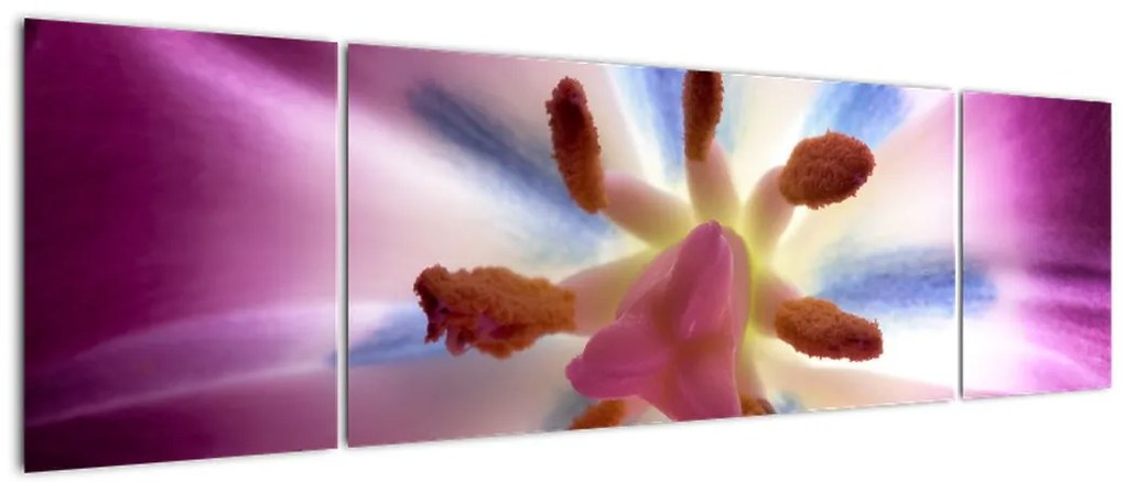 Obraz - Kwiat tulipana w szczegółach (170x50 cm)