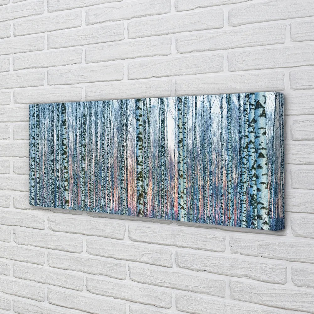 Zdjęcie na płótnie Las Brzozowy o Zachodzie Słońca