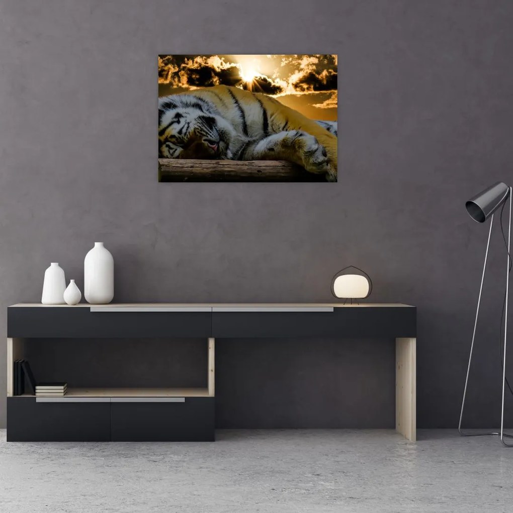 Obraz na szkle - śpiący tygrys (70x50 cm)
