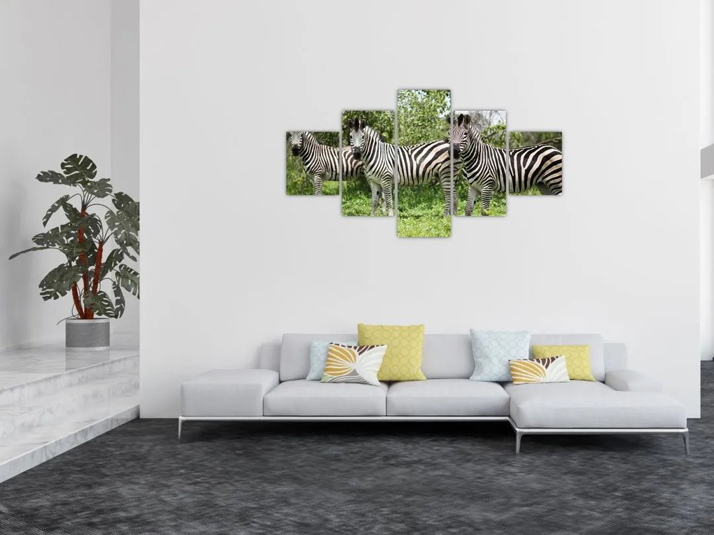 Obraz z zebrami (125x70 cm)