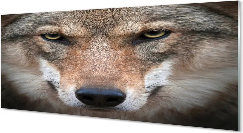Panel Kuchenny Szklany Intensywne Oczy Wilka
