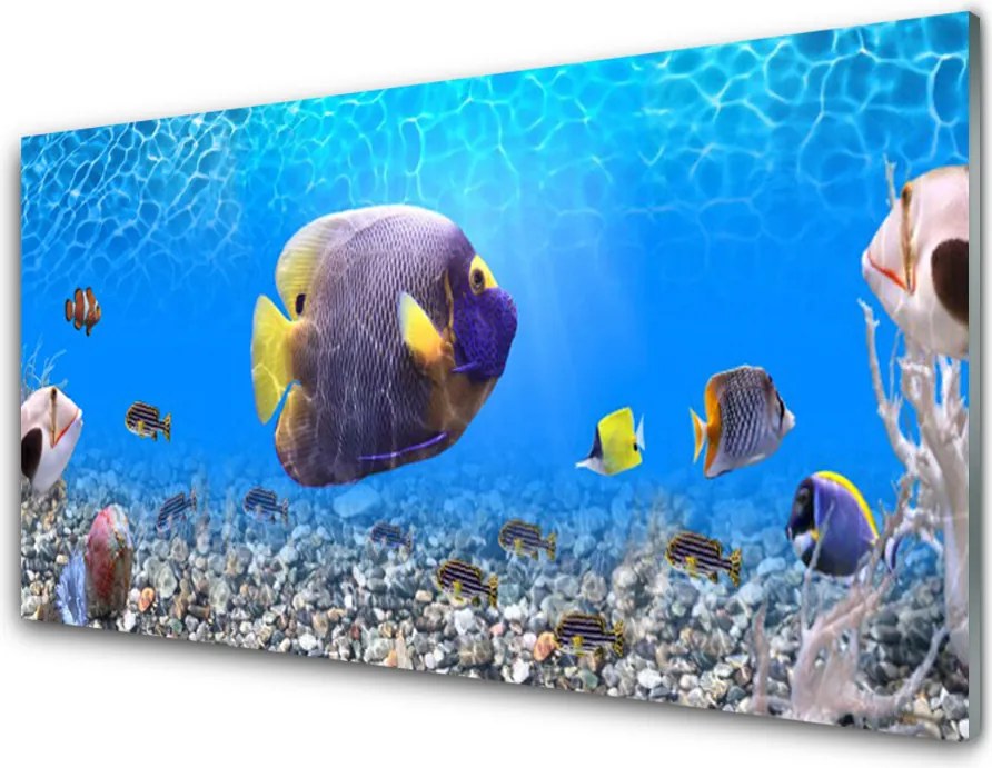 Panel Kuchenny Złota Rybka w Tonii