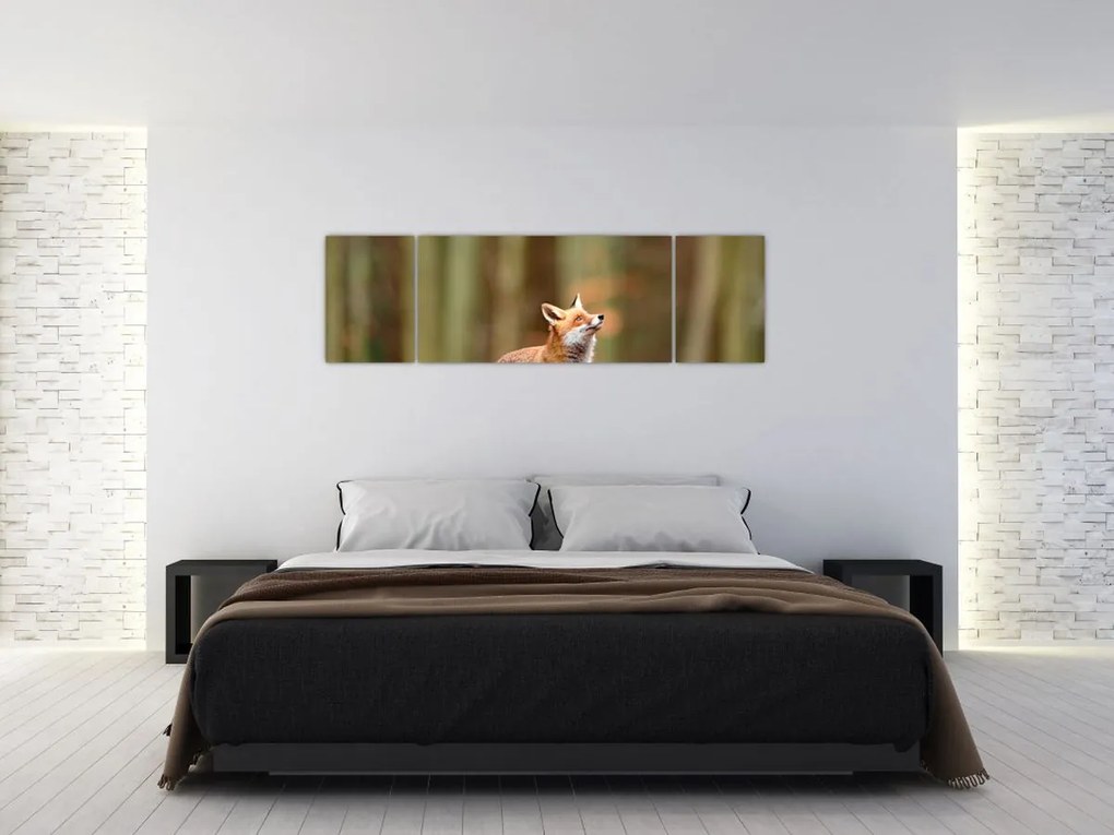 Obraz - Lis (170x50 cm)