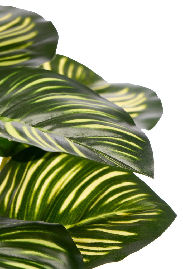 Sztuczna roślina CALATHEA ORBIOFIOLIA, 37 cm