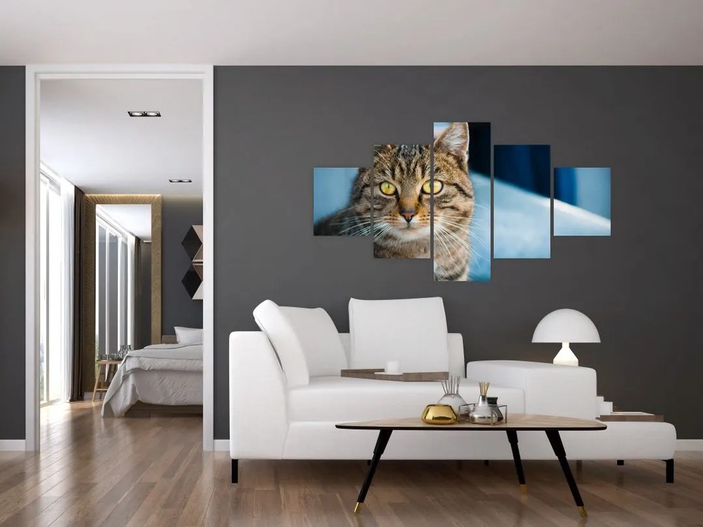 Obraz - Kot domowy (125x70 cm)