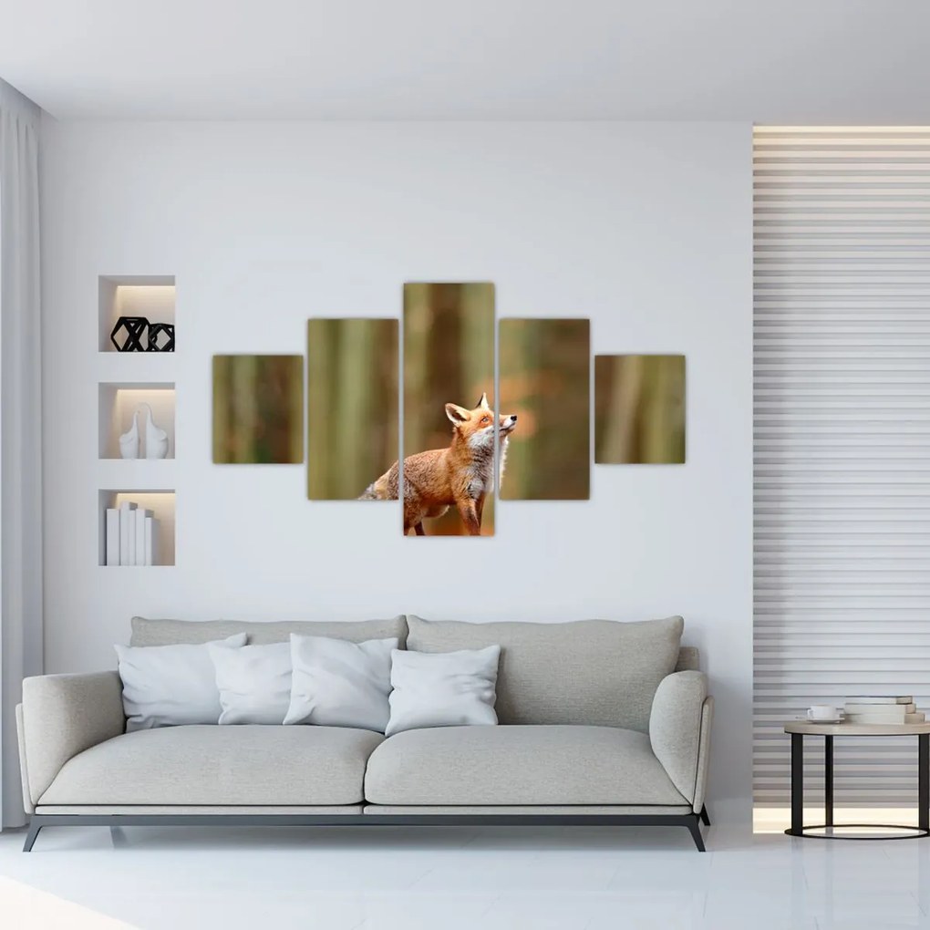 Obraz - Lis (125x70 cm)