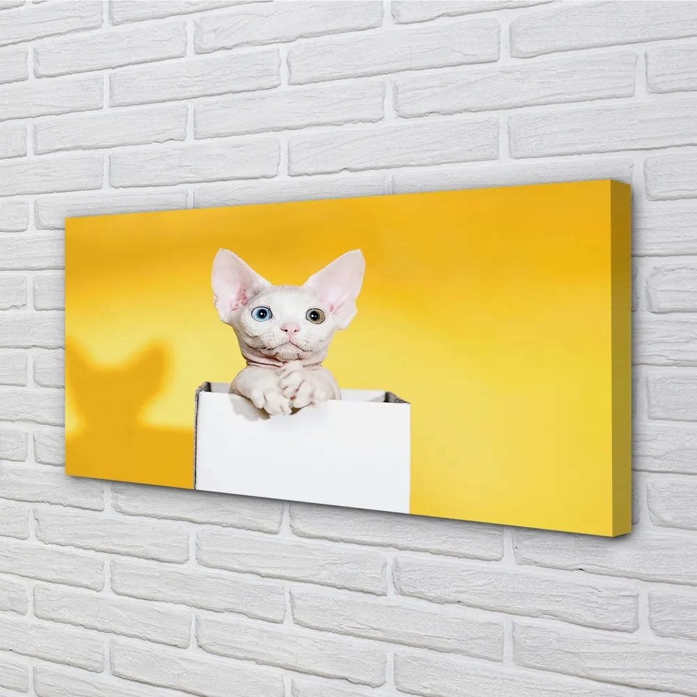 Duży obraz na płótnie Spokojnie Siedzący Kot