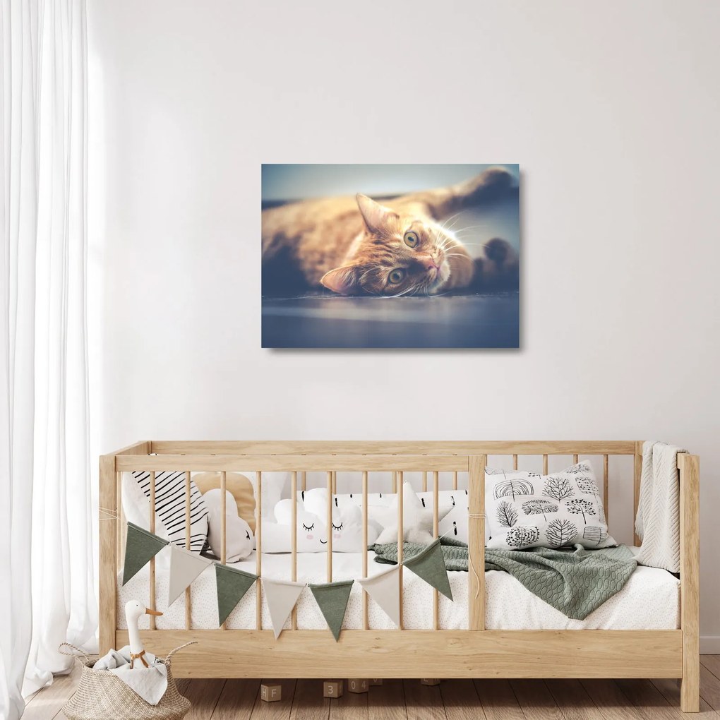 Obraz na szkle kota na podłodze (70x50 cm)