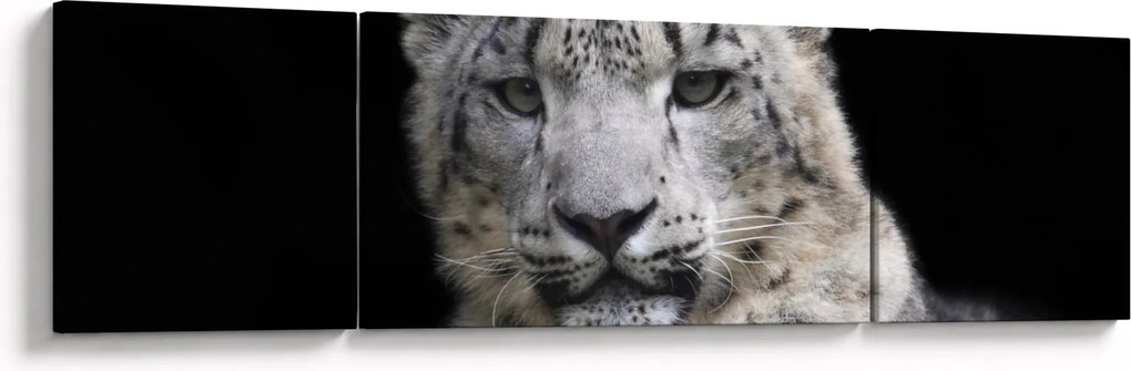 Obraz - Snow Leopard (170x50 cm)