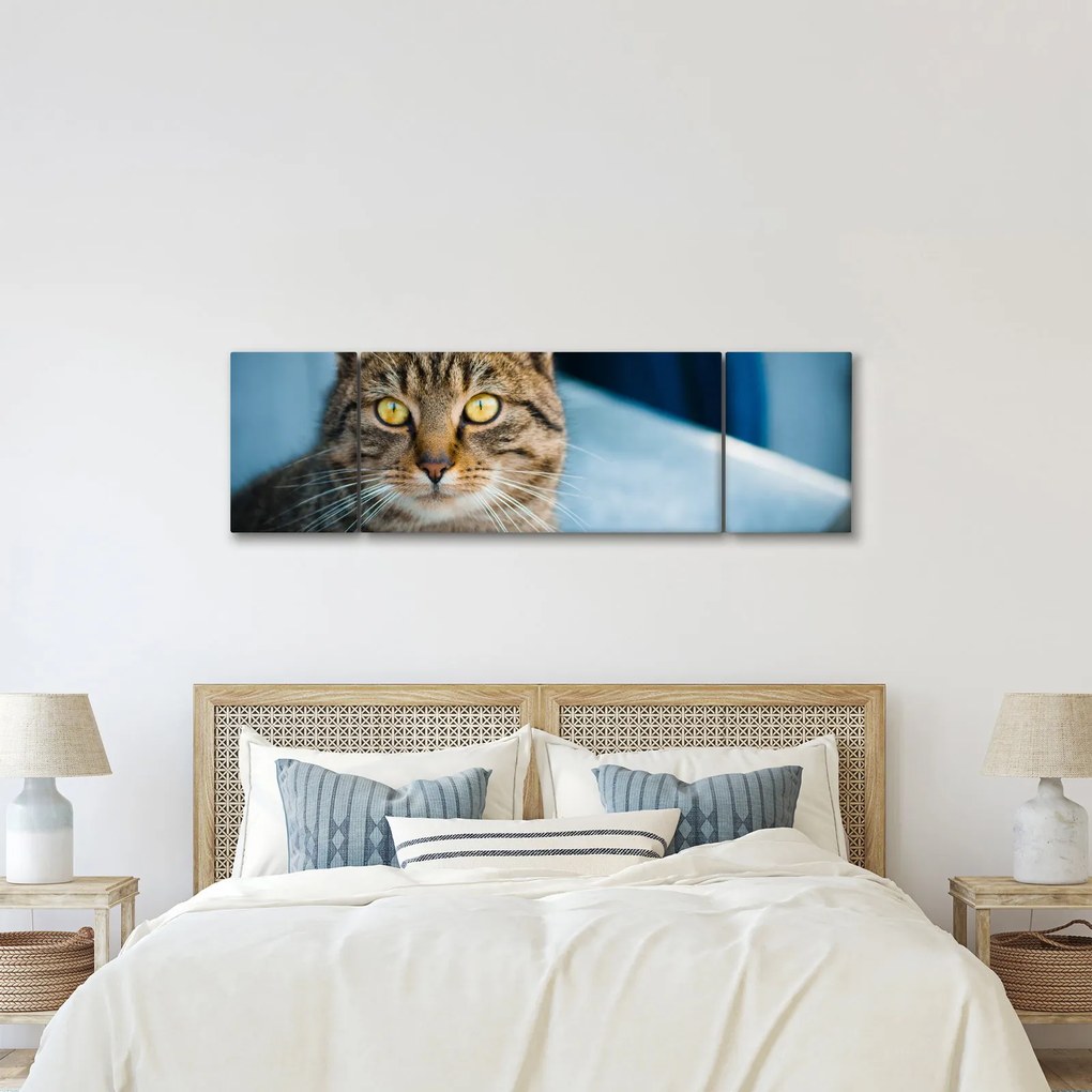 Obraz - Kot domowy (170x50 cm)