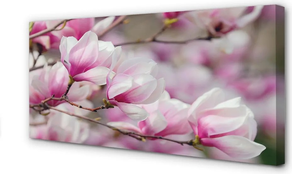 Zdjęcie na płótnie Kwitnące Drzewa