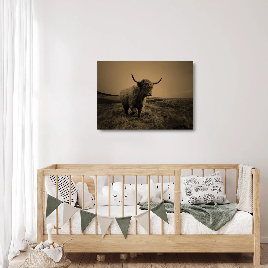 Obraz na szkle - Szkocka krowa na wolności (70x50 cm)