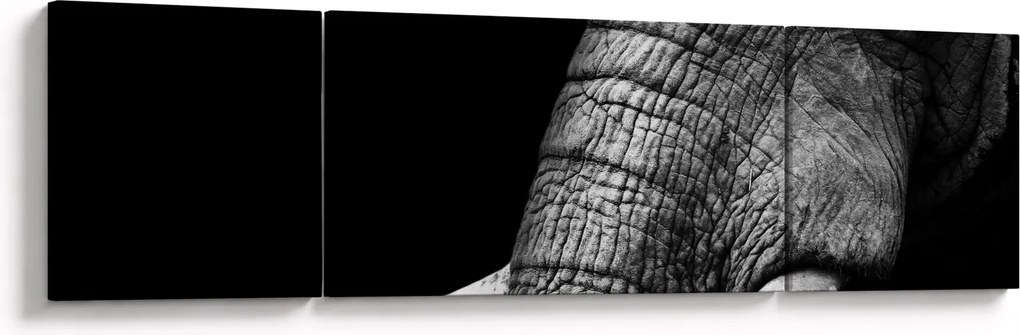 Obraz - Kły słonia (170x50 cm)