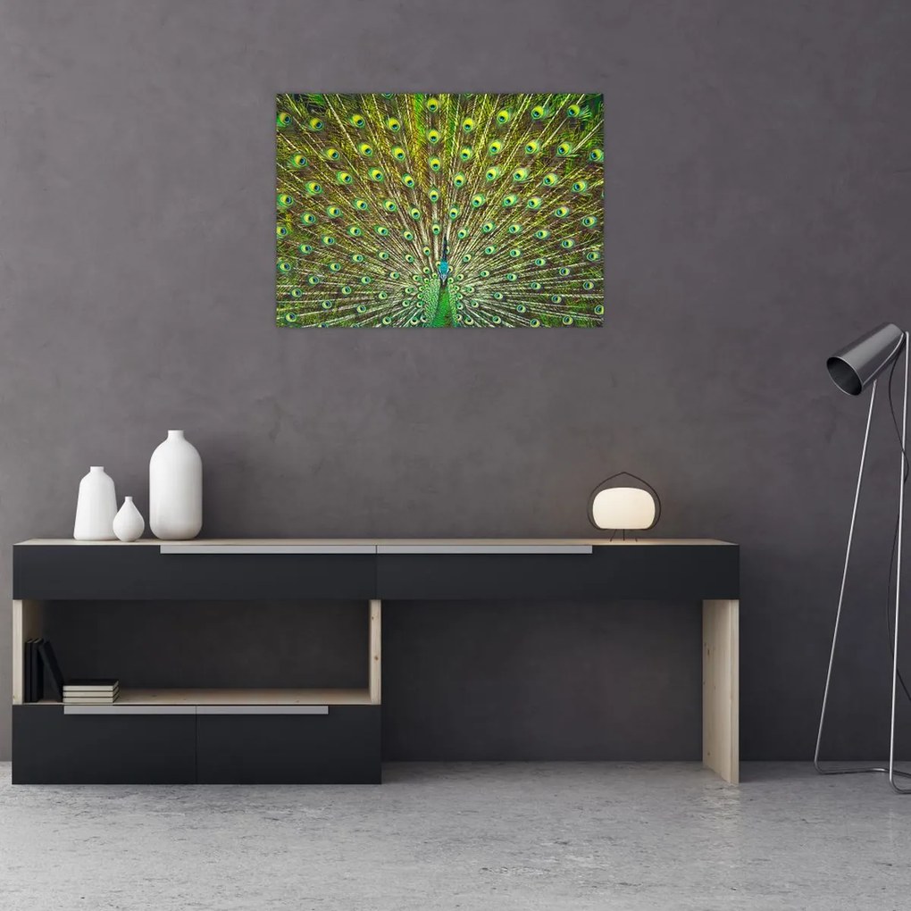 Obraz - Paw (70x50 cm)