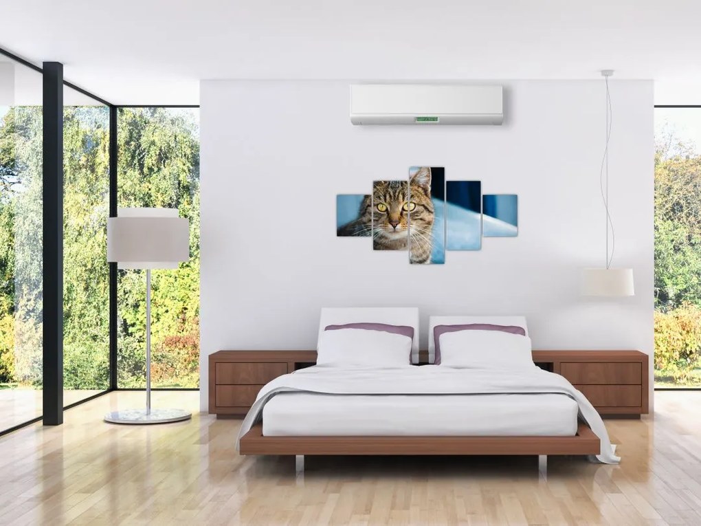 Obraz - Kot domowy (125x70 cm)