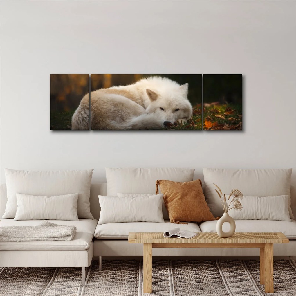 Obraz - Odpoczywający wilk (170x50 cm)