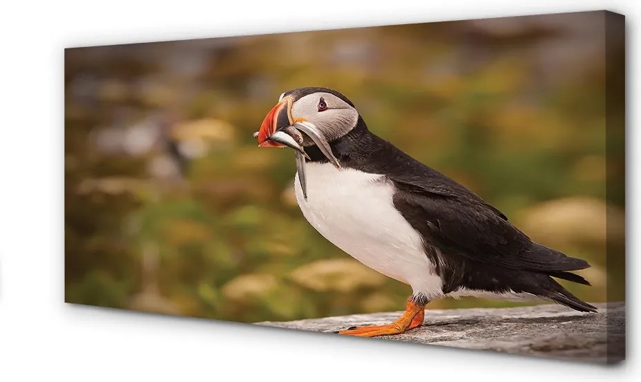 Zdjęcie na płótnie Portret Papugi