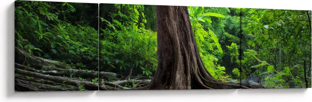Obraz - Stare drzewo z korzeniami (170x50 cm)