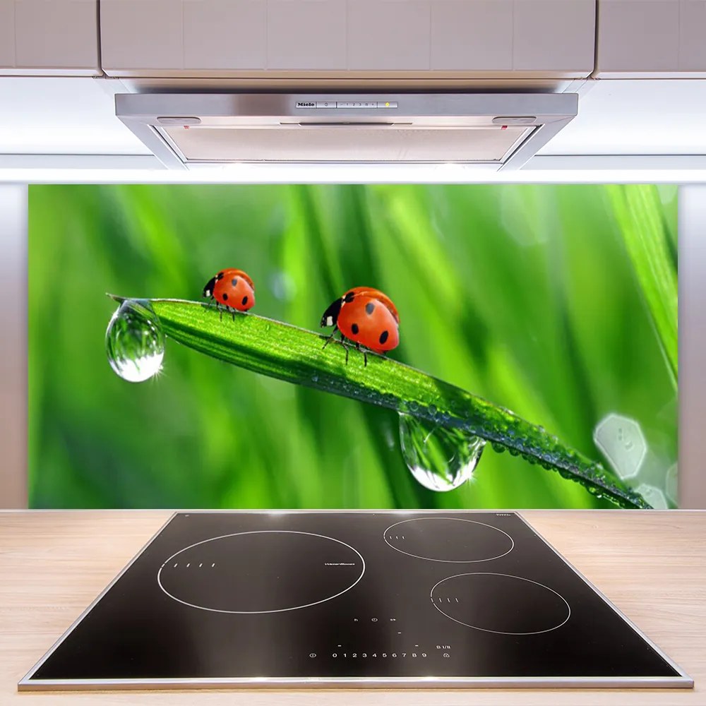 Szkło do Kuchni na Ścianę Biedronka w Porannej Rosie