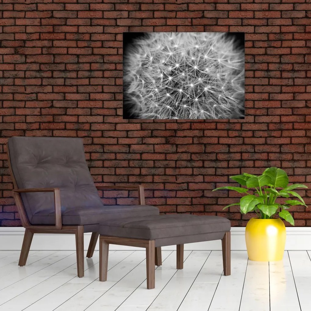 Obraz na szkle - szary dmuchawiec (70x50 cm)