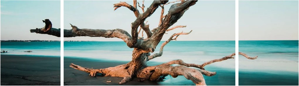 Obraz - Wyłowiono na plaży (170x50 cm)