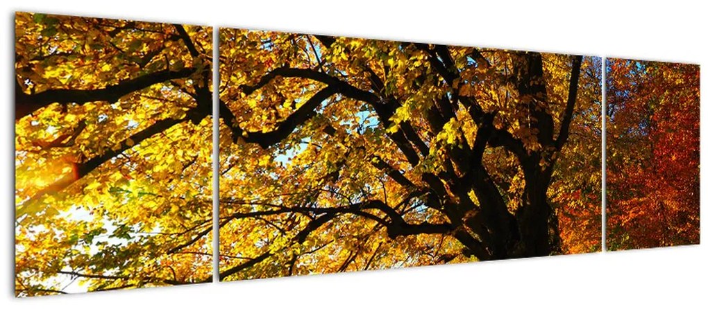 Obraz jesiennego drzewa (170x50 cm)