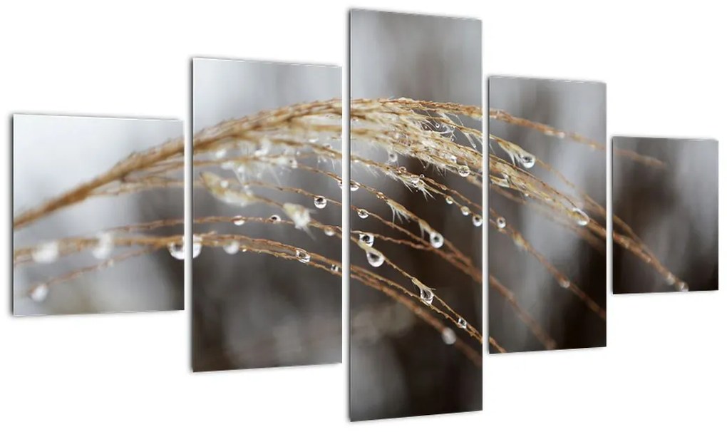 Obraz kropli na roślinie (125x70 cm)