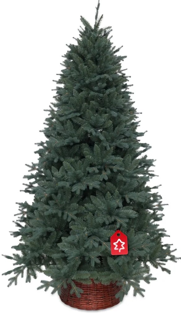 Świerk srebrny 210 cm