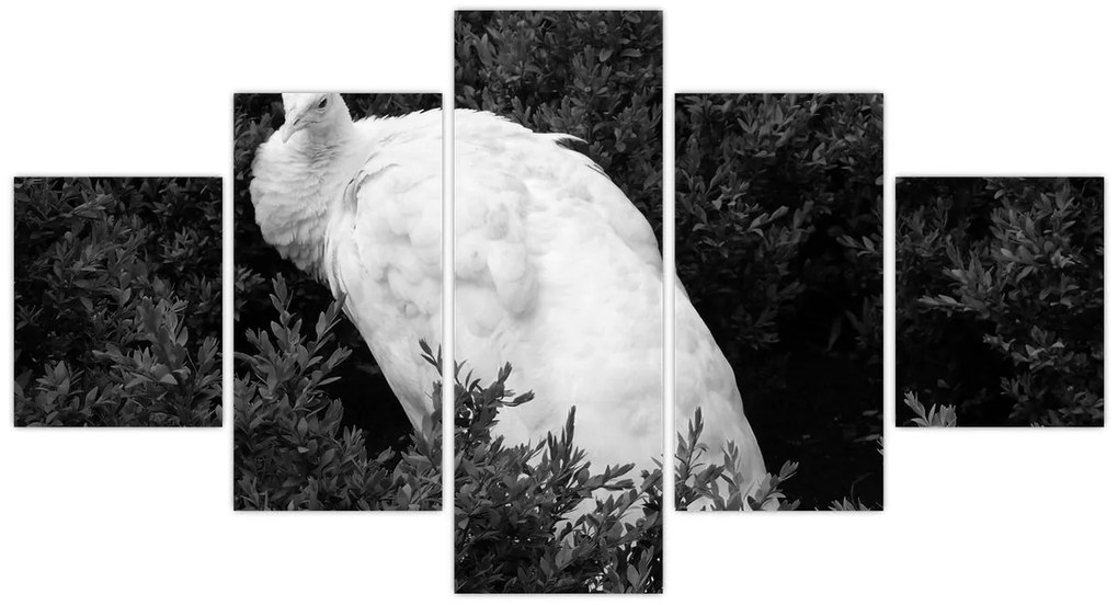 Obraz - Paw, czarno - biały (125x70 cm)