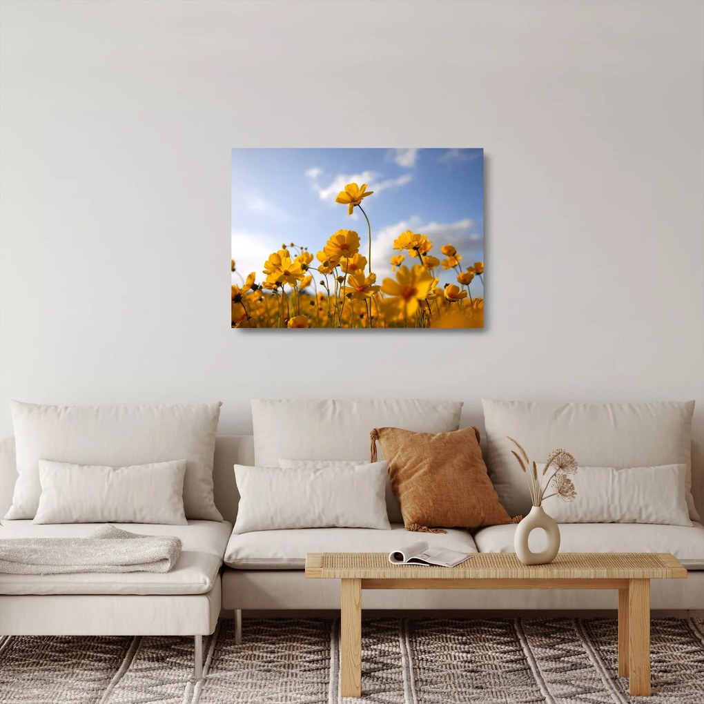 Obraz na szkle pola z jasnożółtymi kwiatami (70x50 cm)