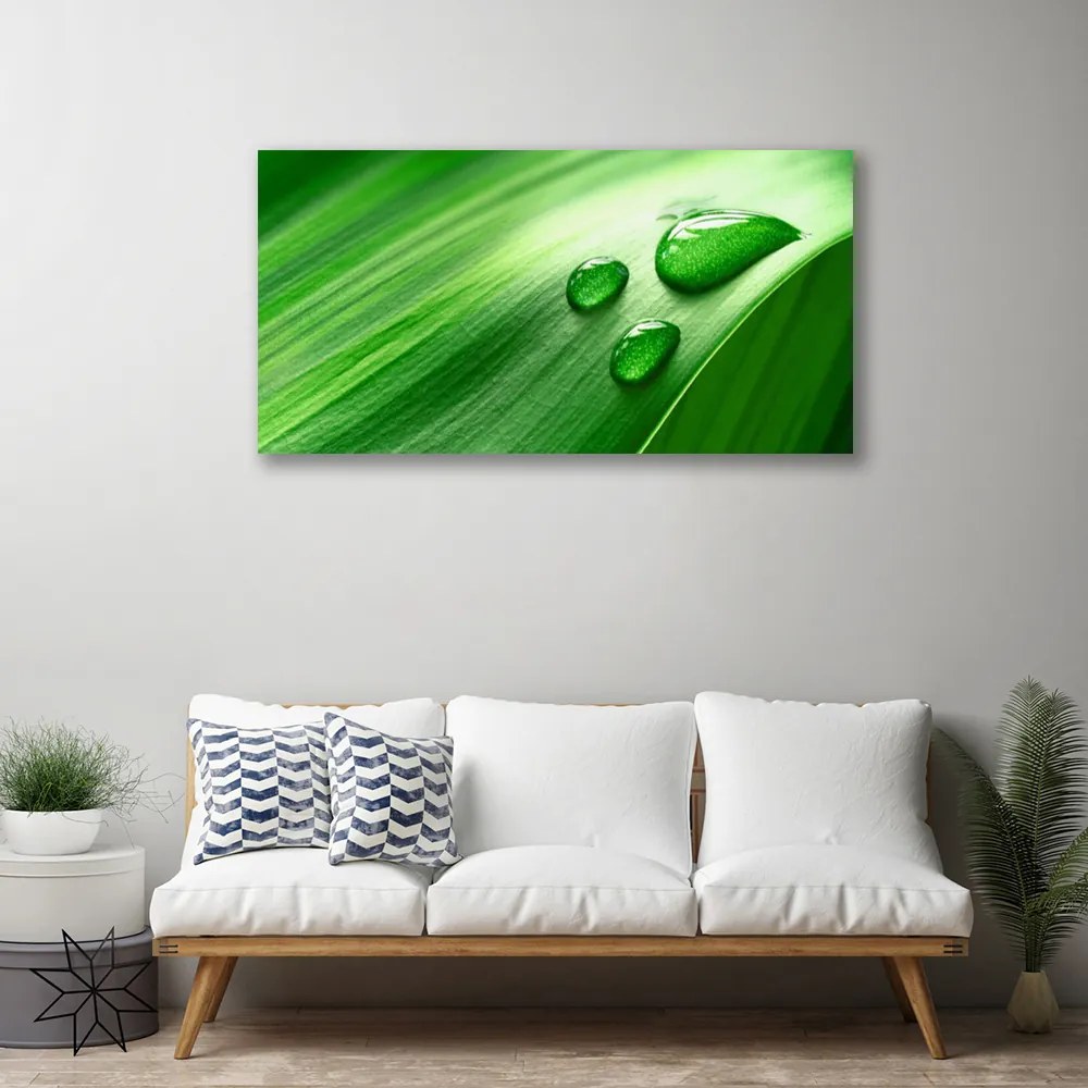 Duży obraz na płótnie Perlista Rosa na Liściu