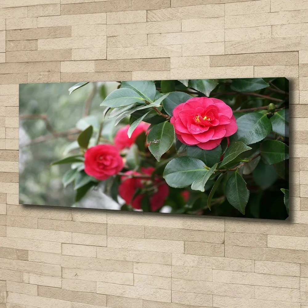 Foto obraz canvas Kamelia