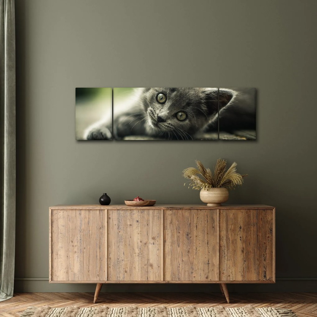 Obraz kotka (170x50 cm)