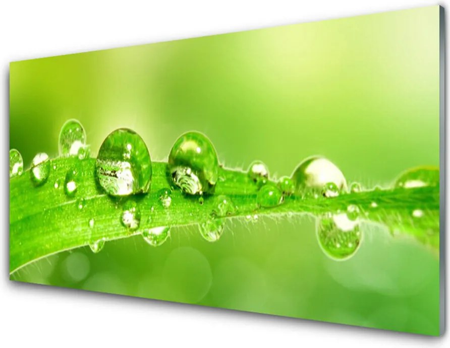 Panel Szklany Perlista Rosa Na Zielonym Liściu