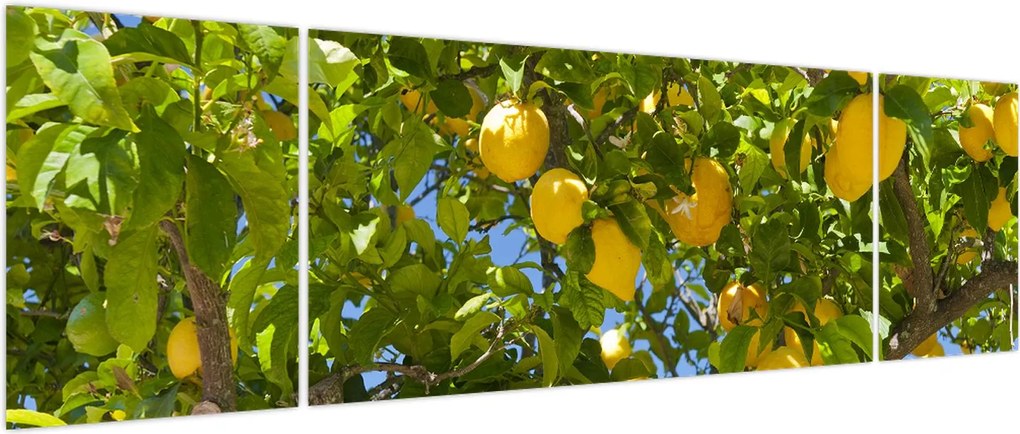 Obraz - Drzewo cytrynowe (170x50 cm)